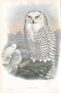 Ilustración de Nyctea Nivea (Búho Nival) de John Gould