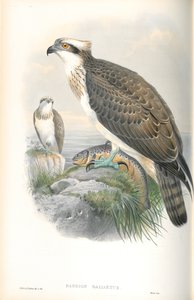 Ilustración de Pandion Hallaetus (Águila Pescadora) de John Gould