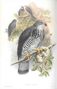 Ilustración de Pernis Apivorus (Abejero Europeo) de John Gould