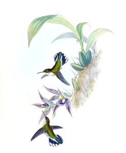 Ilustración de Phlogophilus hemileucurus en Paphinia cristata (orquídea) de John Gould