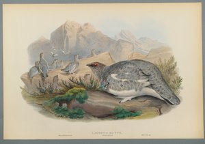 Lagopus Mutus, Plumaje de Otoño: Perdiz Nival de John Gould