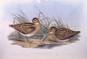 Agachadiza de Latham (Gallinago hardwickii), grabado por John Gould de John Gould