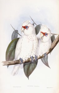 Cacatúa de pico largo de John Gould