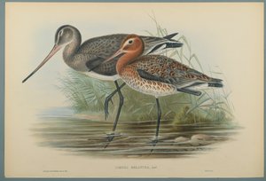 Lurinosa Melanura de John Gould