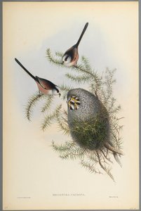Mecistura Caudata - Mito de Cola Larga de John Gould