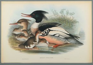 Mergus Serrator: Serreta de John Gould