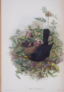 Merula Vulgaris, lámina de Las Aves de Gran Bretaña por John Gould, publicado 1862-73