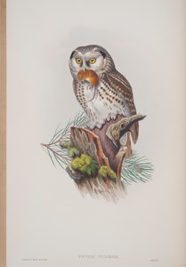 Nyctale Tengmalmi, lámina de Las Aves de Gran Bretaña por John Gould, publicado 1862-73 de John Gould