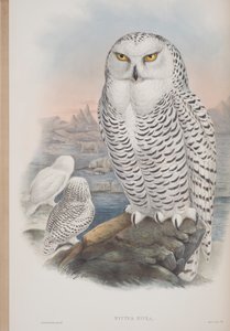 Nyctea Nivea, lámina de Las Aves de Gran Bretaña por John Gould, publicado 1862-73 de John Gould