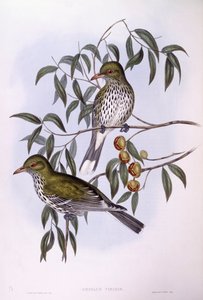 Oriole de lomo oliva (Oriolus sagittatus), grabado por John Gould de John Gould
