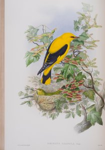 Oriolus Galbula, lámina de Las Aves de Gran Bretaña por John Gould, publicado 1862-73