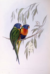 Lori adornado (Trichoglossus ornatus), grabado por John Gould de John Gould