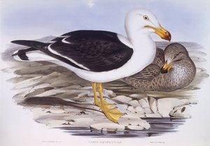 Gaviota del Pacífico (Larus pacificus), grabado por John Gould de John Gould
