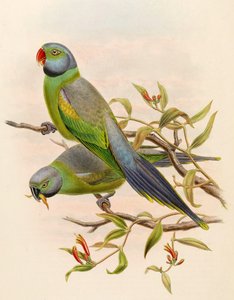 Palaeornis calthropae = Psittacula calthropae de John Gould