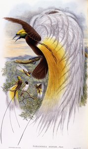 Paradisaea Minor de John Gould