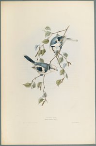 Parus Cyanus: Herrerillo Azul de John Gould