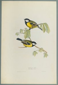 Parus Major: Carbonero Común de John Gould