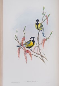 Parus Major, lámina de Las Aves de Gran Bretaña por John Gould, publicado 1862-73 de John Gould