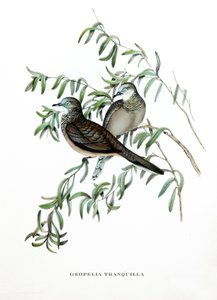 Paloma pacífica, aves de Australia, grabado del libro de John Gould (1804-1881) "Aves tropicales" de John Gould