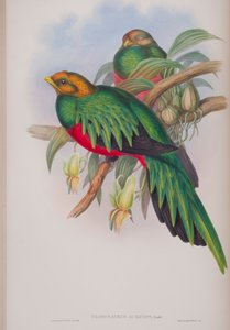Pharomacrus Auriceps, lámina de Las Aves de Gran Bretaña por John Gould, publicado 1862-73 de John Gould