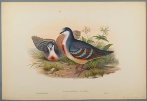 Philogoenas Cruenta de John Gould