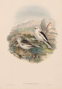 Plestrophanes Nivalis de John Gould