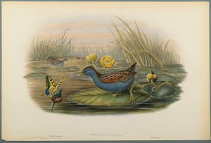 Porzana Pygmaea, Grulla de Baillon de John Gould