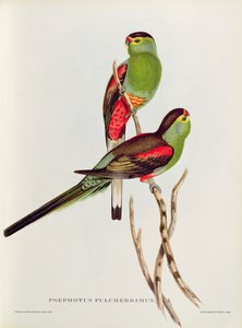 Psephotus Pulcherrimus de John Gould