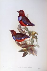 Pita de vientre rojo (Pitta erythrogaster), grabado por John Gould