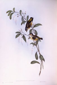 Pardalote de ceja roja (Pardalotus rubricatus), grabado por John Gould de John Gould