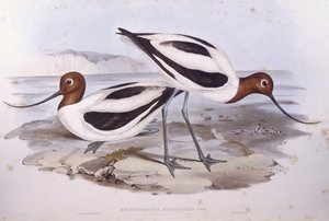 Avoceta de cuello rojo (Recurvirostra novaehollandiae), grabado por John Gould de John Gould