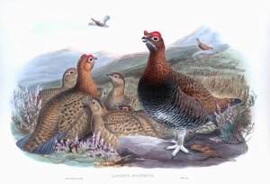 Perdiz roja Lagopus lagopus scotica de John Gould