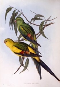 Loro regente (Polytelis anthopeplus), grabado por John Gould de John Gould