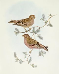 Pinzón rosado (Erythrospiza incarnata), grabado por John Gould