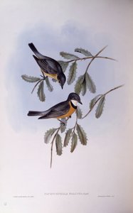 Silbador rufo (Pachycephala rufiventris), grabado de John Gould de John Gould