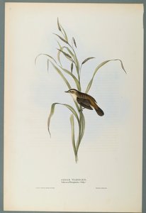 Salicaria Phragmatis: Carricerín Común de John Gould