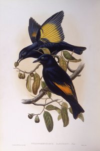 Ave lira satinada (Ptilonorhynchus violaceus), grabado por John Gould de John Gould