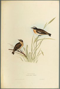 Saxicola Rubetra: Tarabilla Norteña de John Gould
