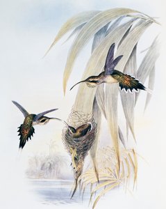 Ermitaño de garganta escamosa (Phaethornis eurynome), grabado de Monograph of Trochilidae or Humming Birds (1849-1861), por John Gould (1804-1881), Reino Unido de John Gould