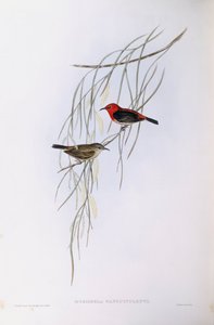 Mizomela escarlata (Myzomela sanguinolenta), grabado por John Gould de John Gould