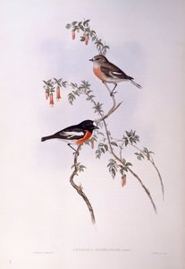Petirrojo escarlata (Petroica multicolour), grabado por John Gould de John Gould