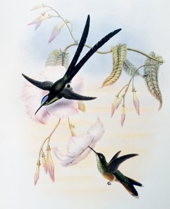 Colibrí de Cola de Tijera (Hylonympha macrocerca), grabado de Monograph of Trochilidae or Humming Birds (1849-1861), por John Gould (1804-1881), Reino Unido de John Gould
