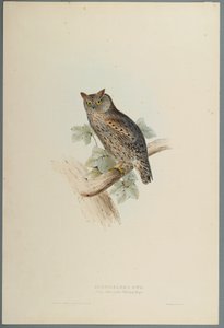 Scops Aldrovandi: Autillo de John Gould