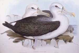 Albatros tímido (Diomedea o Thalassarche cauta), Grabado de John Gould