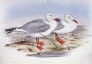 Gaviota plateada (Larus novaehollandiae), grabado por John Gould