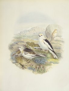 Escribano nival (Plectrophenax nivalis), ilustración de John Gould