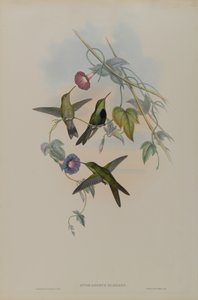 Sporadinus Elegans: Colibrí de Santo Domingo de John Gould