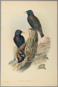 Estornino: Sturnus Vulgaris (Linn) de John Gould