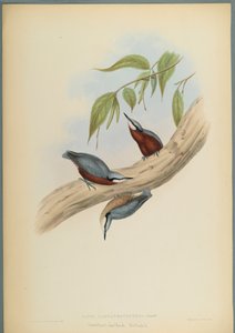 Stila Castaneoventris: Trepador Pechicastaño de John Gould