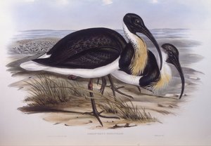 Ibis de cuello de paja (Threskiornis spinicollis), grabado por John Gould